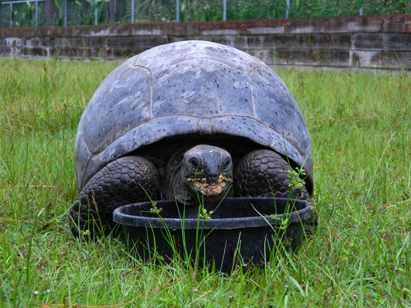 ALDABRA BREEDER