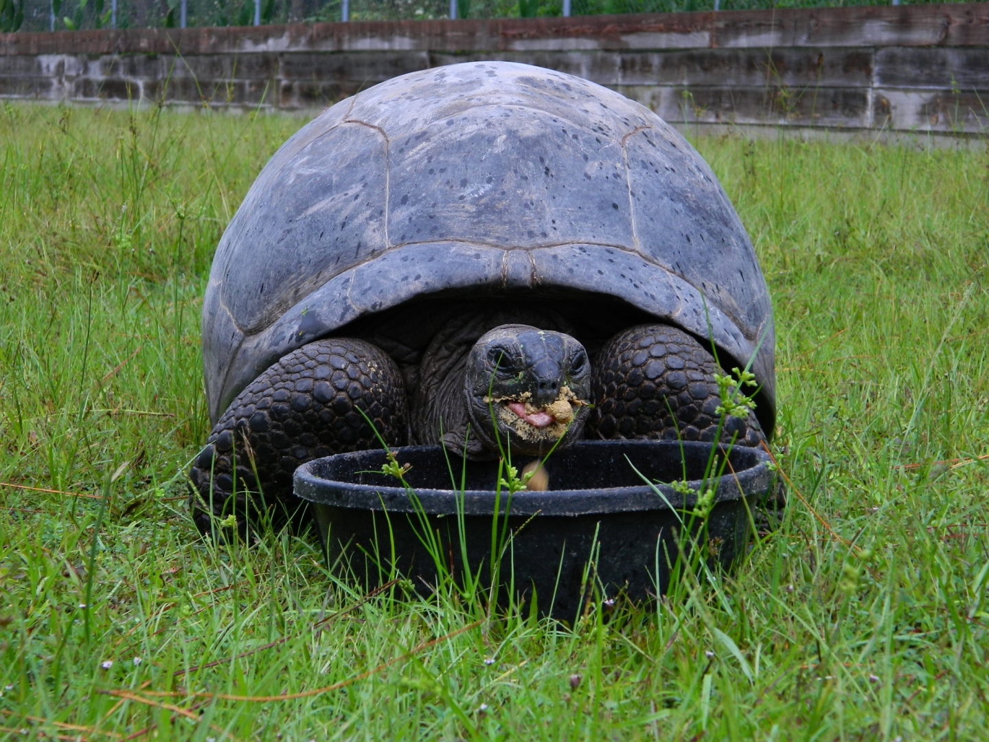 ALDABRA BREEDER