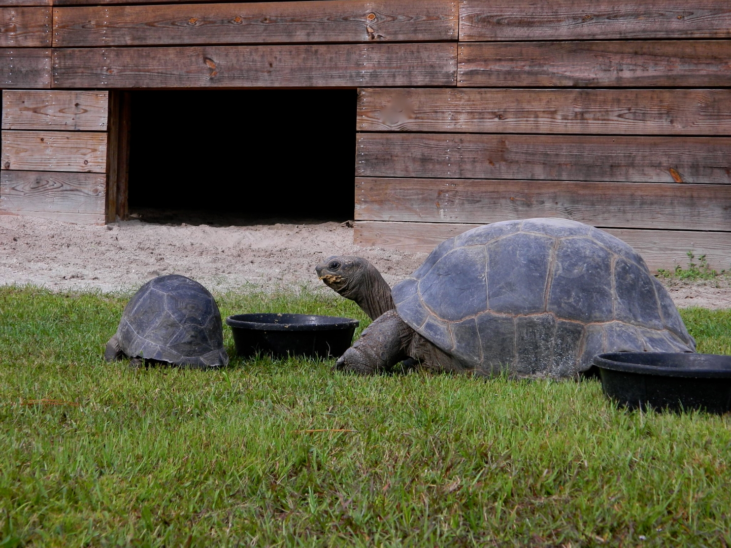 ALDABRA BREEDER