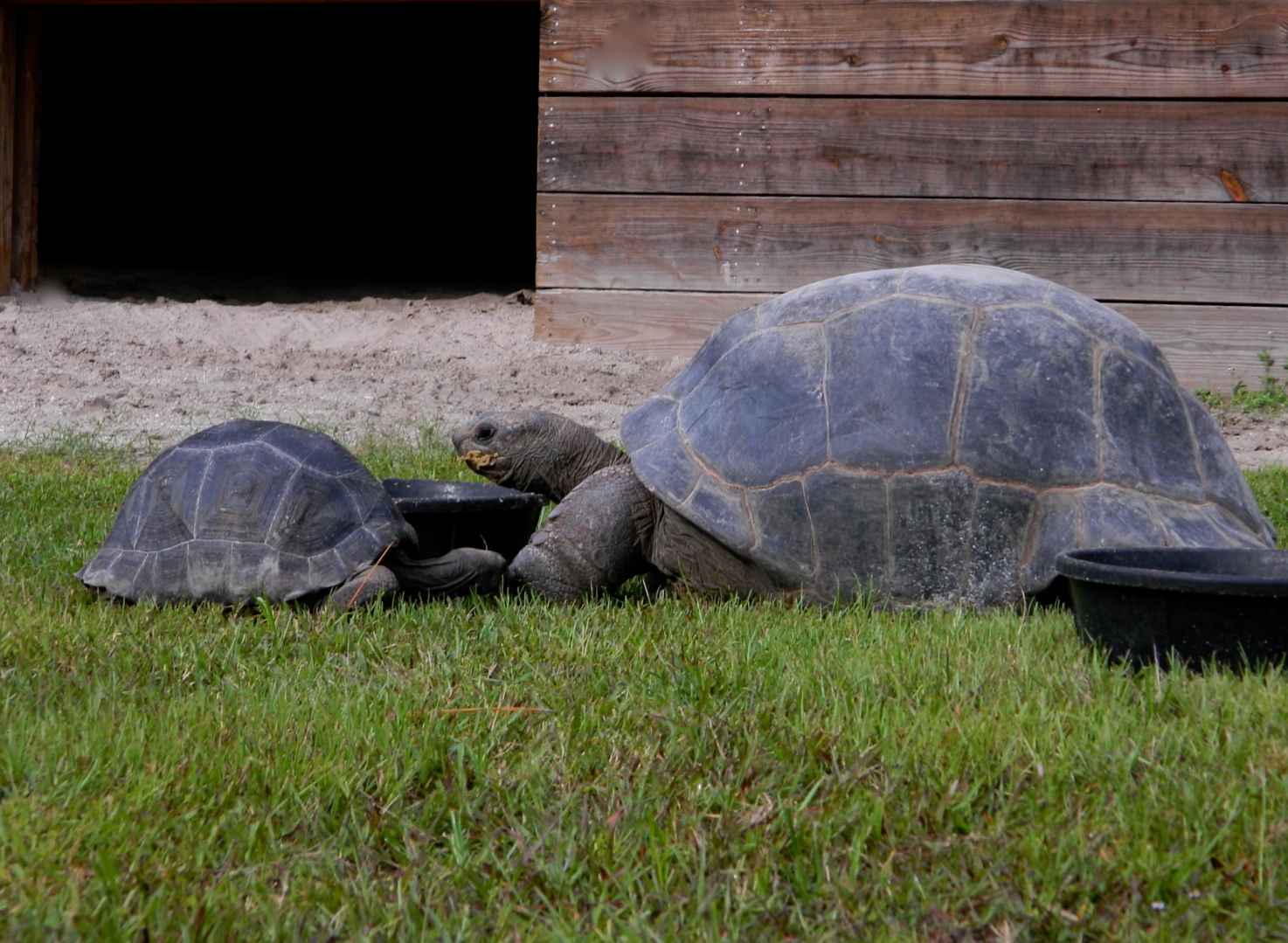 ALDABRA BREEDER