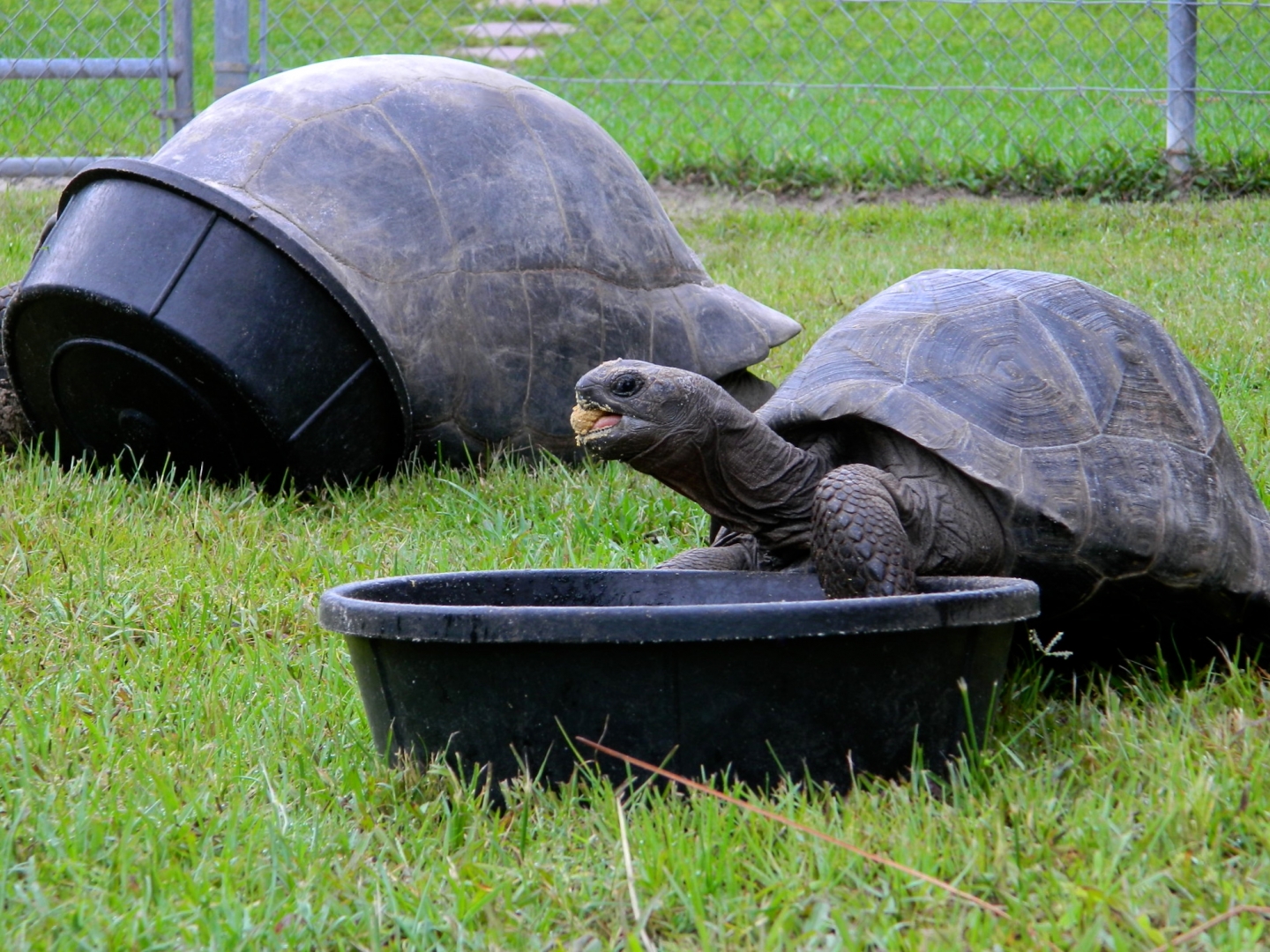 ALDABRA BREEDER
