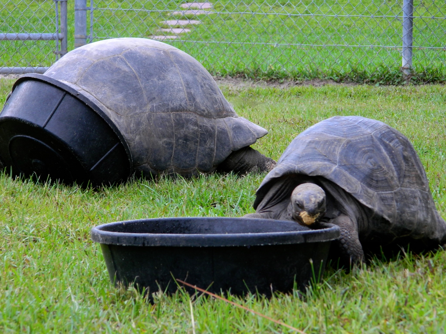 ALDABRA BREEDER