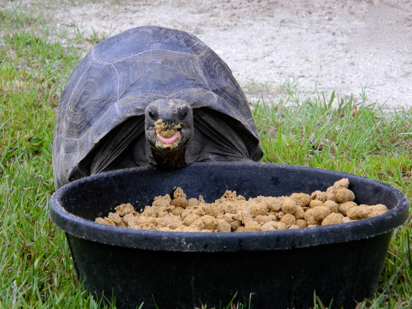ALDABRA BREEDER