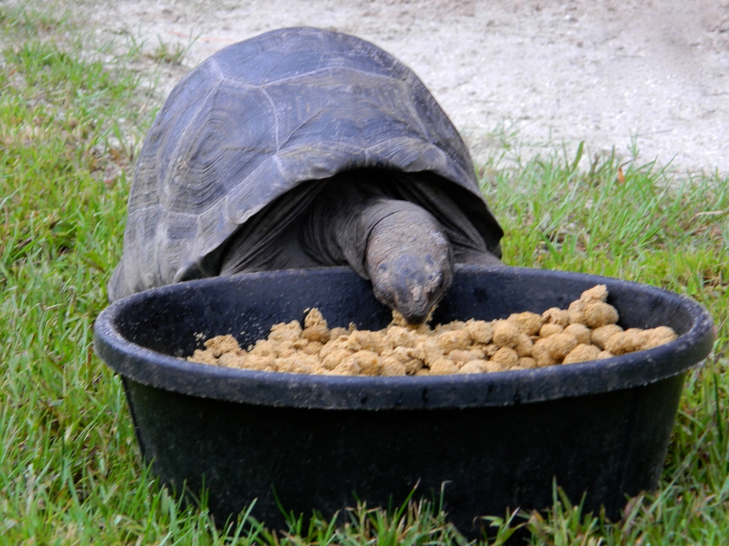 ALDABRA BREEDER