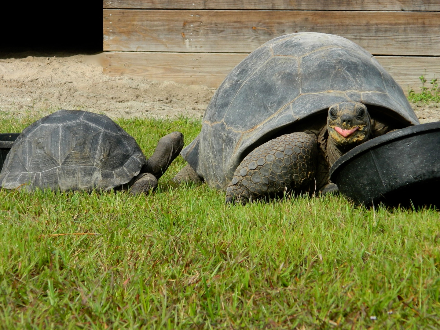 ALDABRA BREEDER