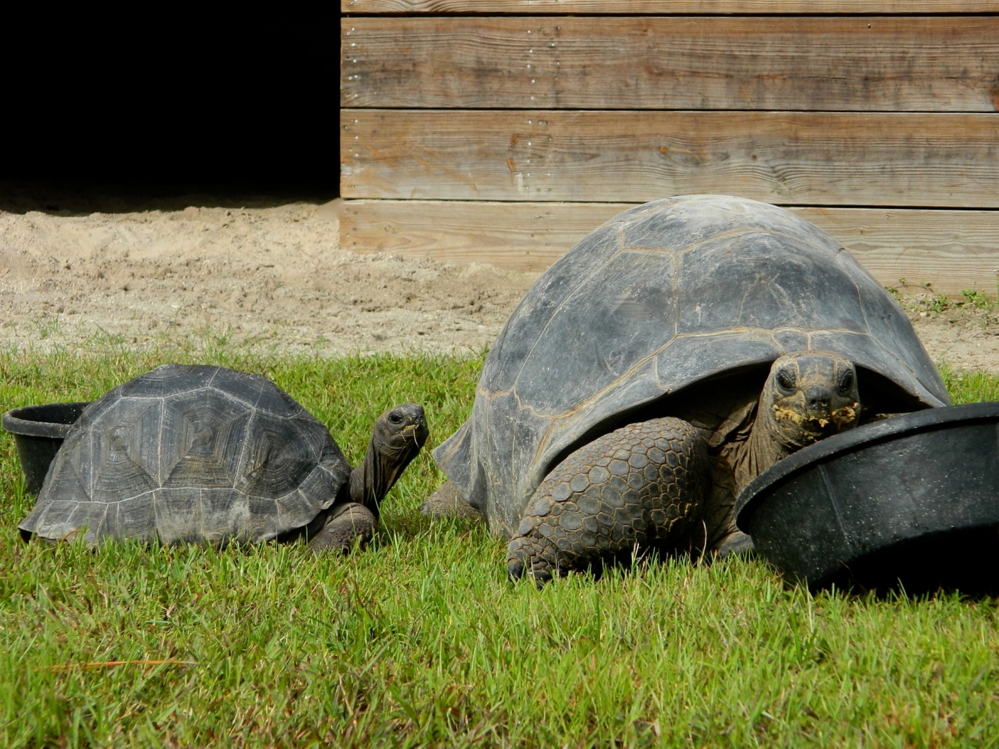 ALDABRA BREEDER