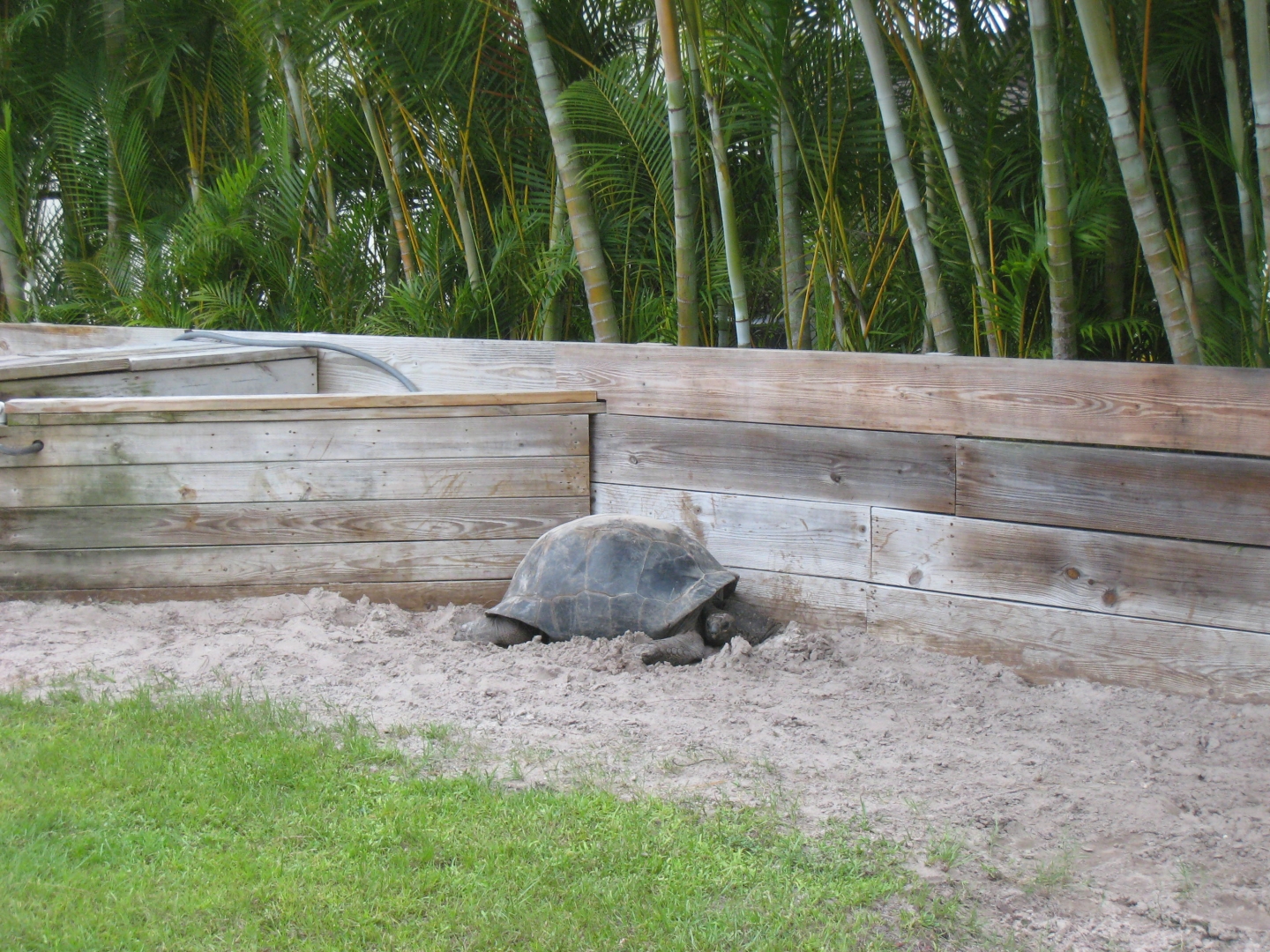ALDABRA BREEDER