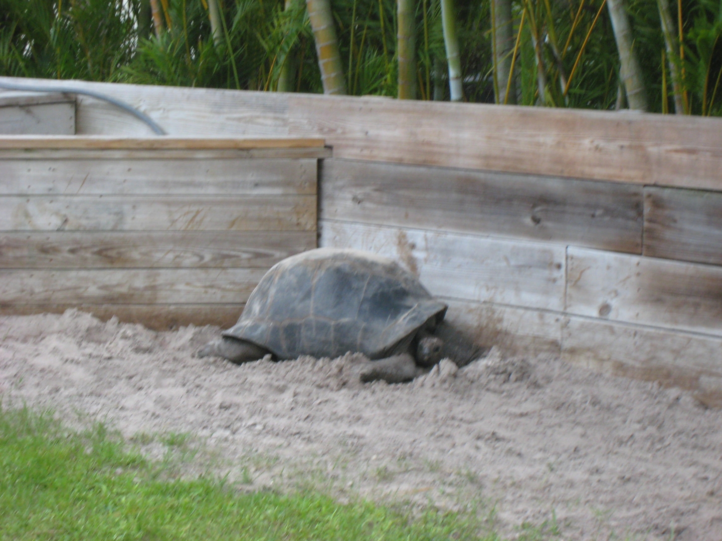 ALDABRA BREEDER