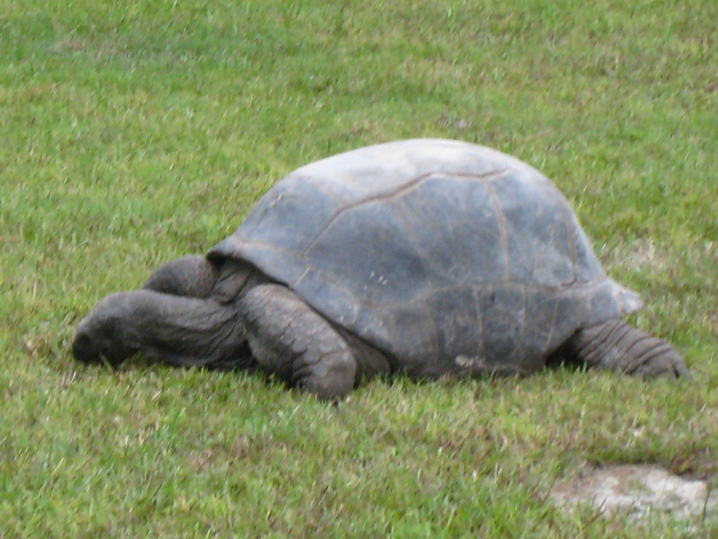 ALDABRA BREEDER