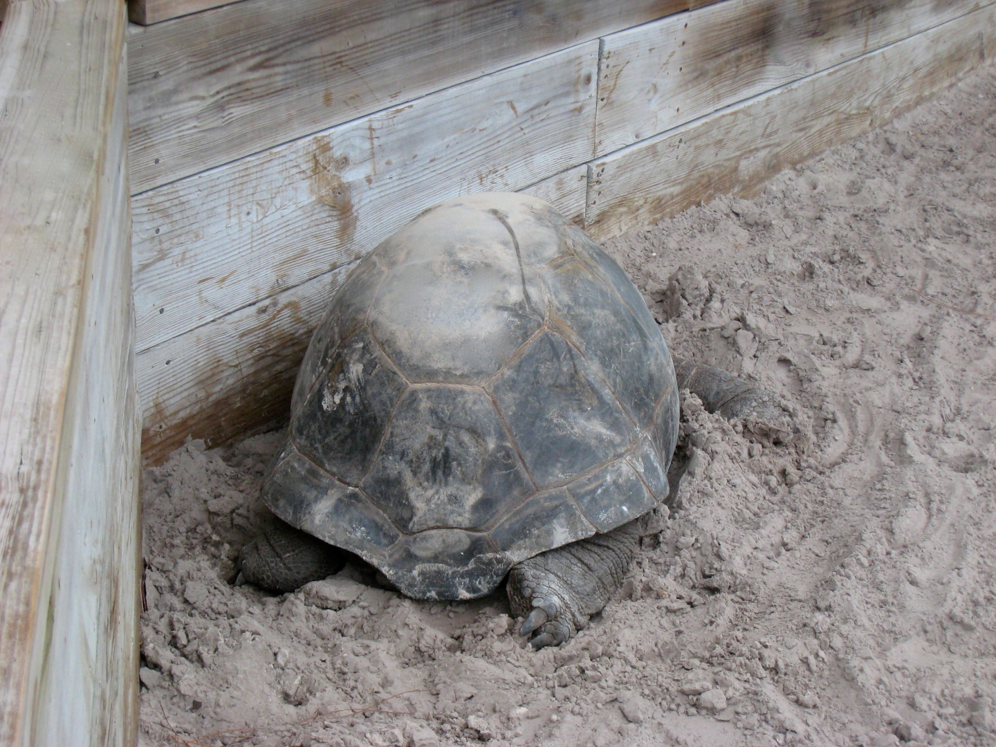 ALDABRA BREEDER