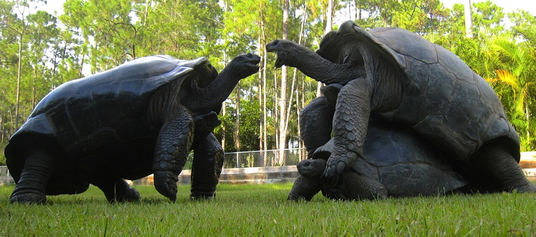 ALDABRA BREEDER