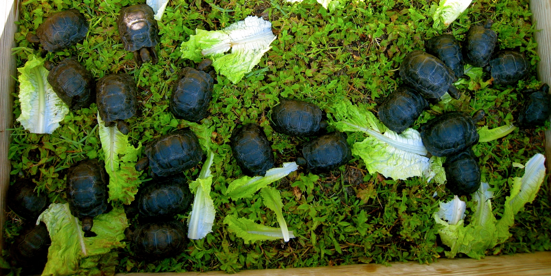 ALDABRA BREEDER
