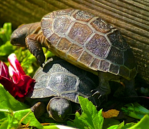 ALDABRA BREEDER