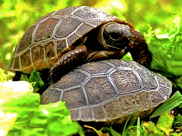 ALDABRA BREEDER