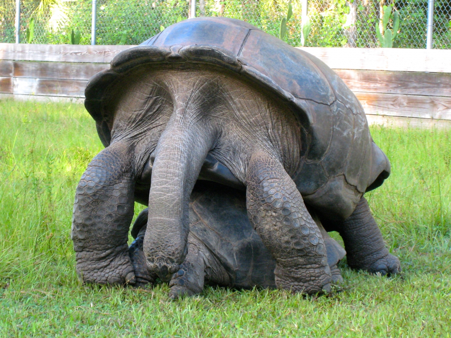 ALDABRA BREEDER