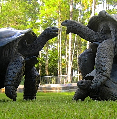 ALDABRA BREEDER