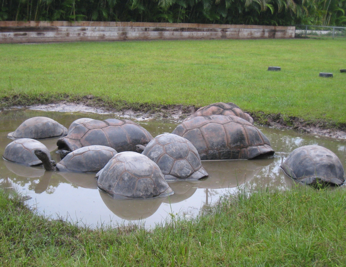 ALDABRA BREEDER