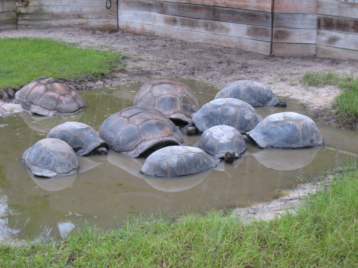 ALDABRA BREEDER