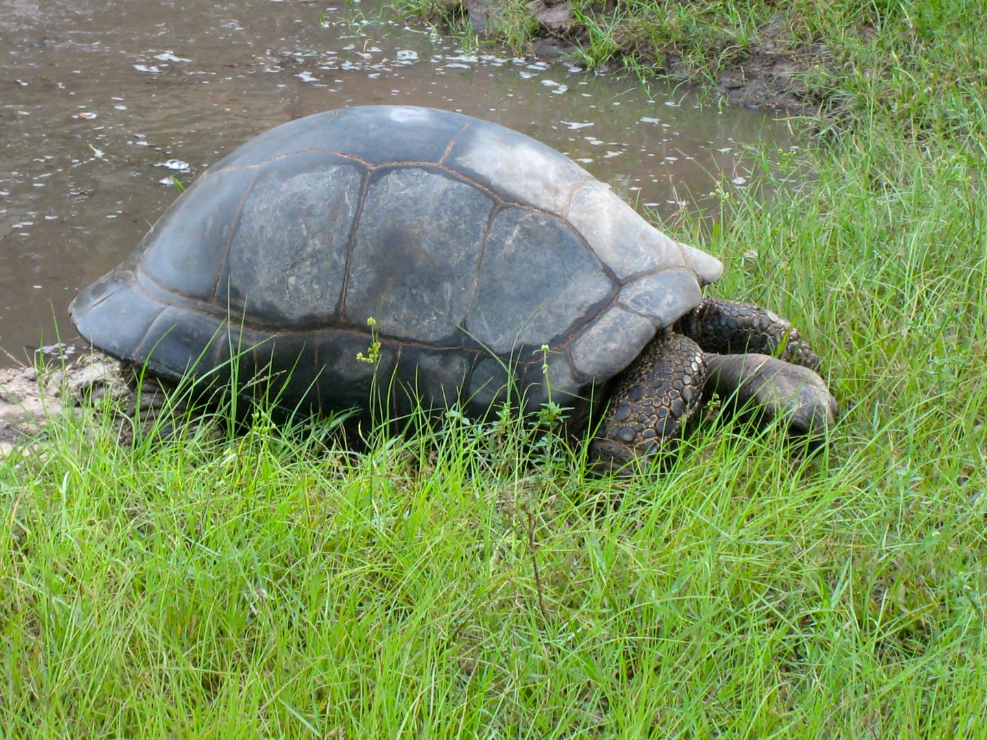 ALDABRA BREEDER