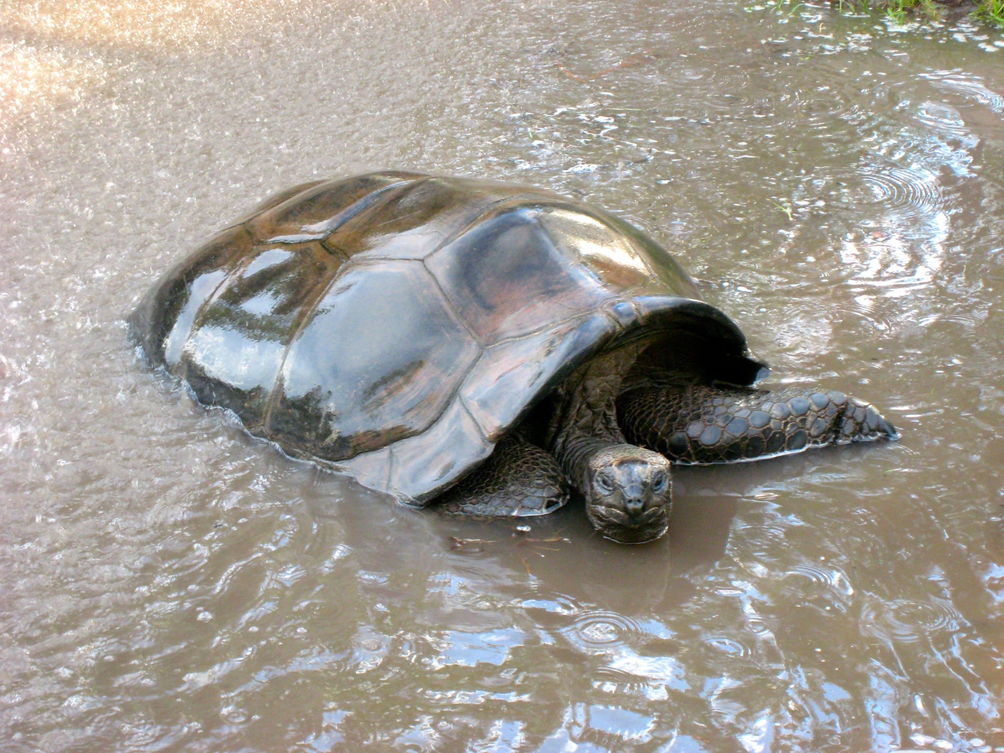 ALDABRA BREEDER