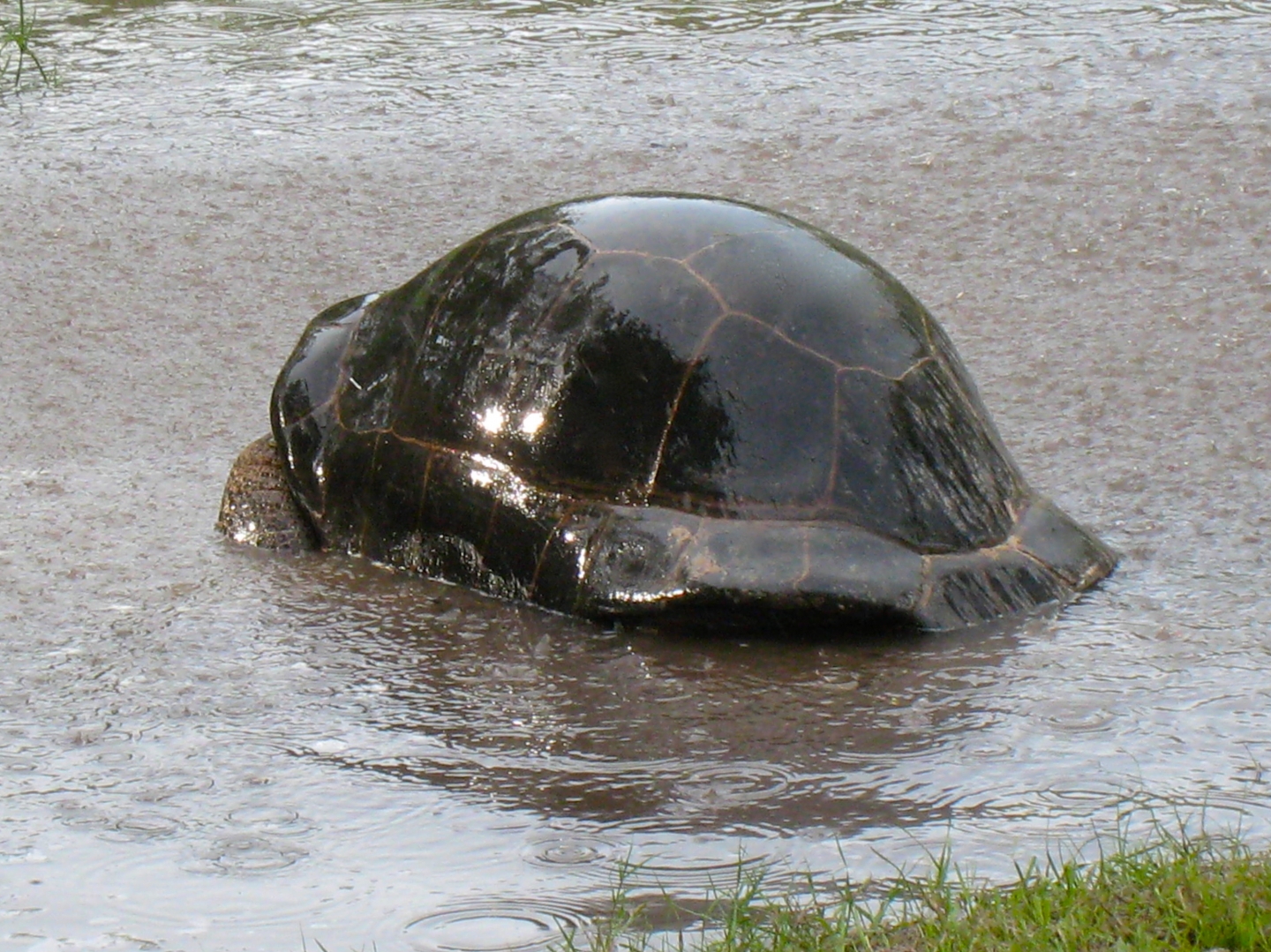 ALDABRA BREEDER