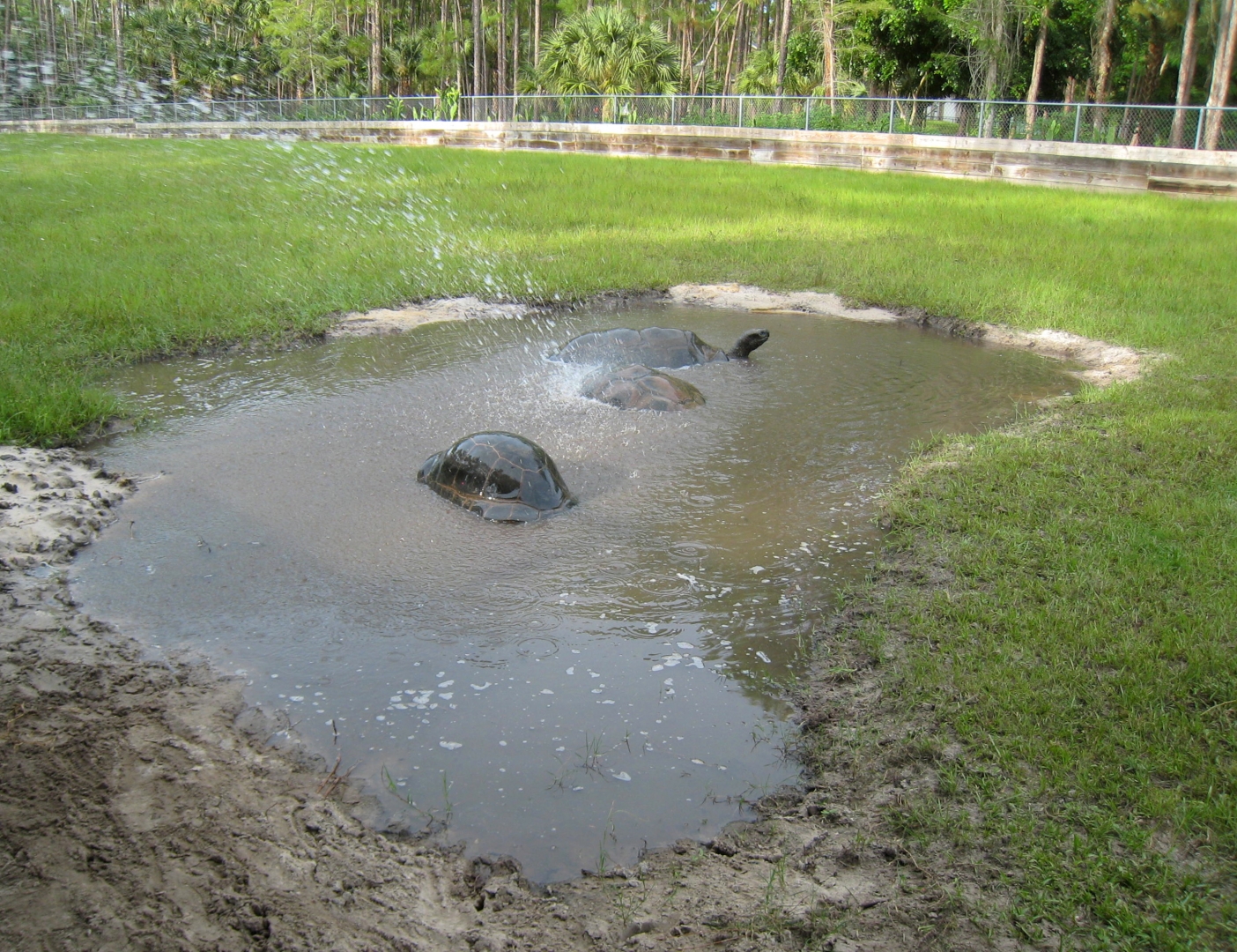 ALDABRA BREEDER