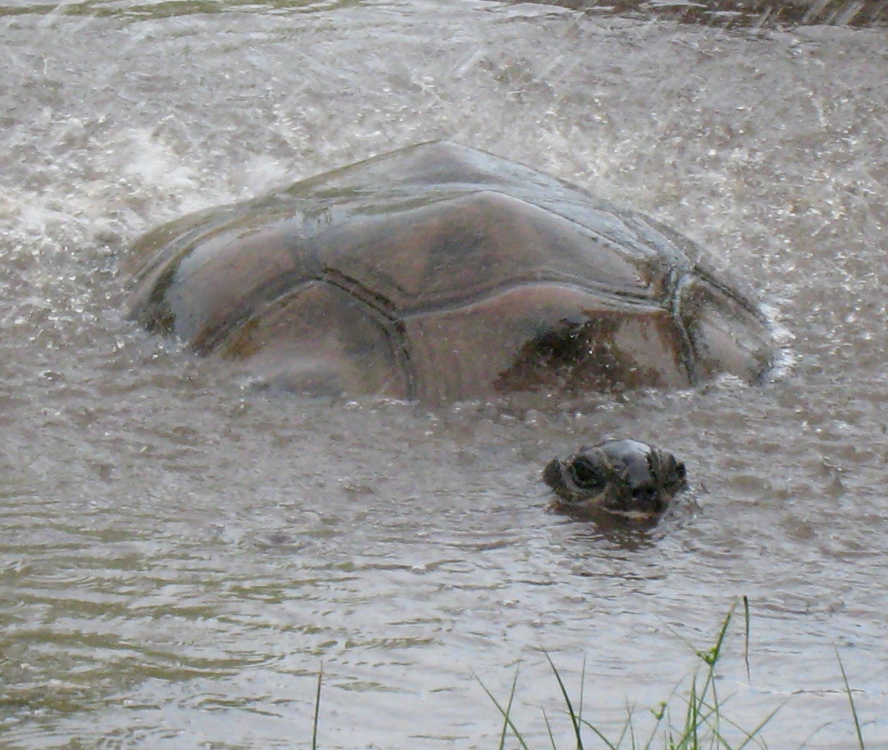 ALDABRA BREEDER