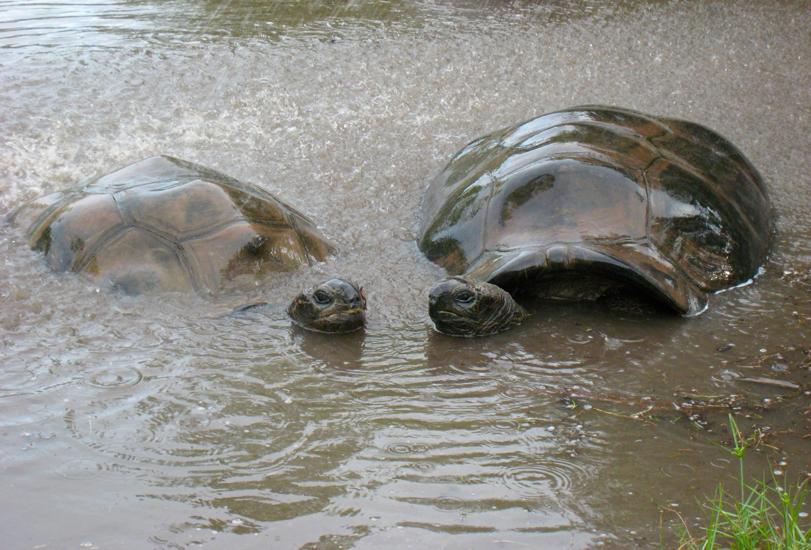 ALDABRA BREEDER