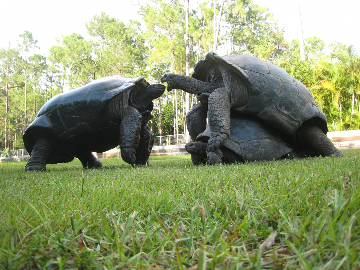 ALDABRA BREEDER