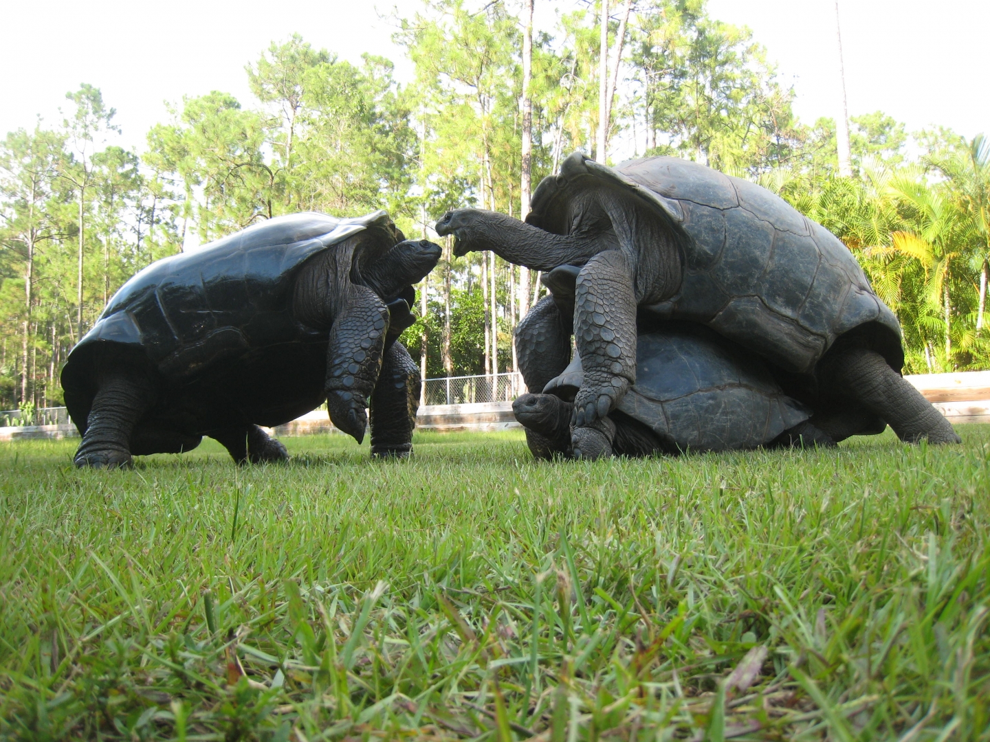 ALDABRA BREEDER