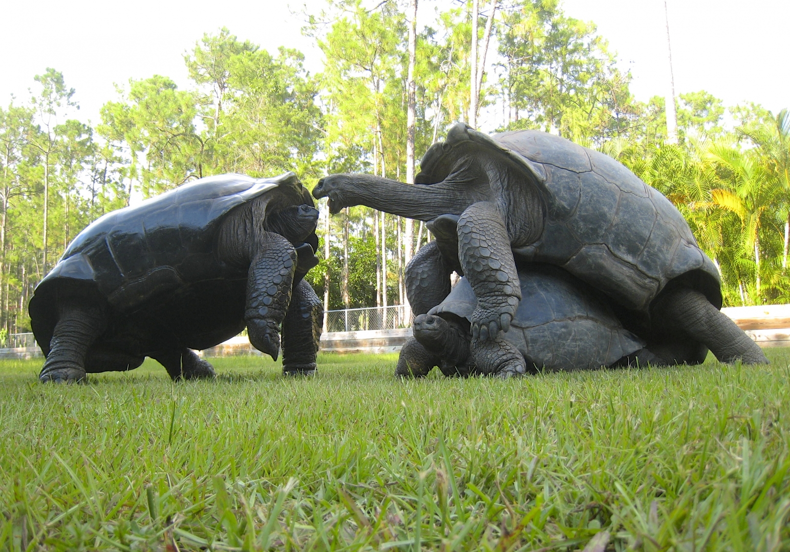 ALDABRA BREEDER