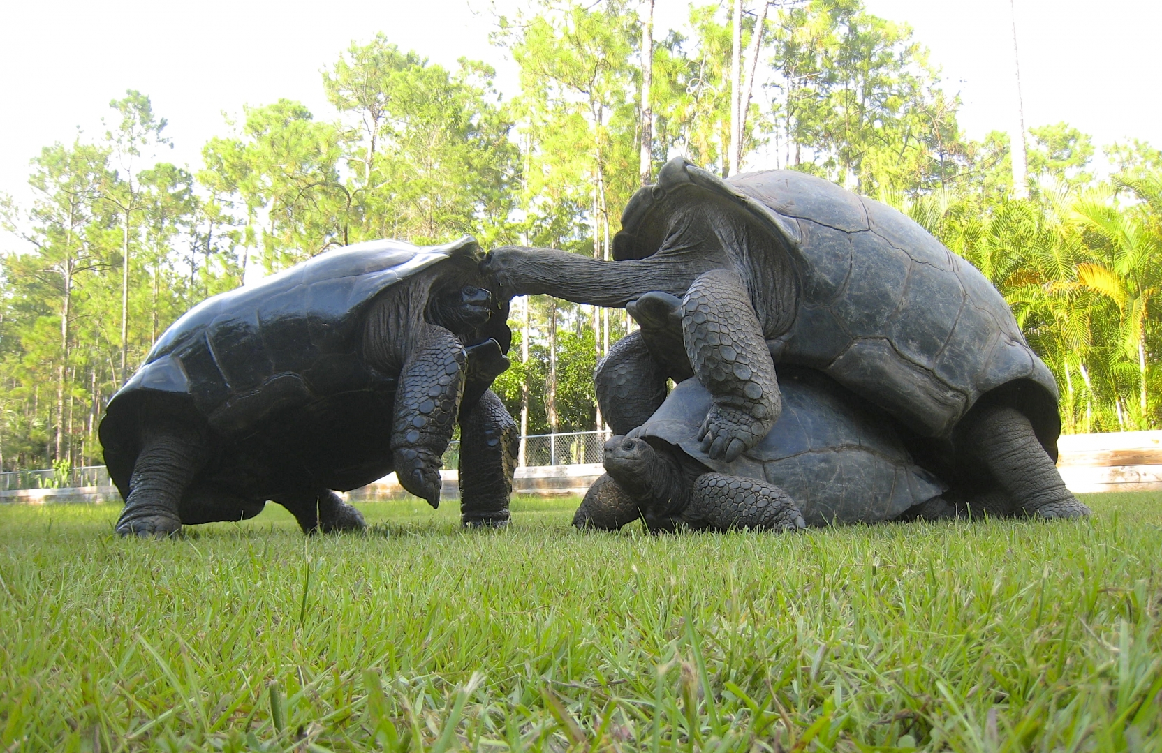 ALDABRA BREEDER