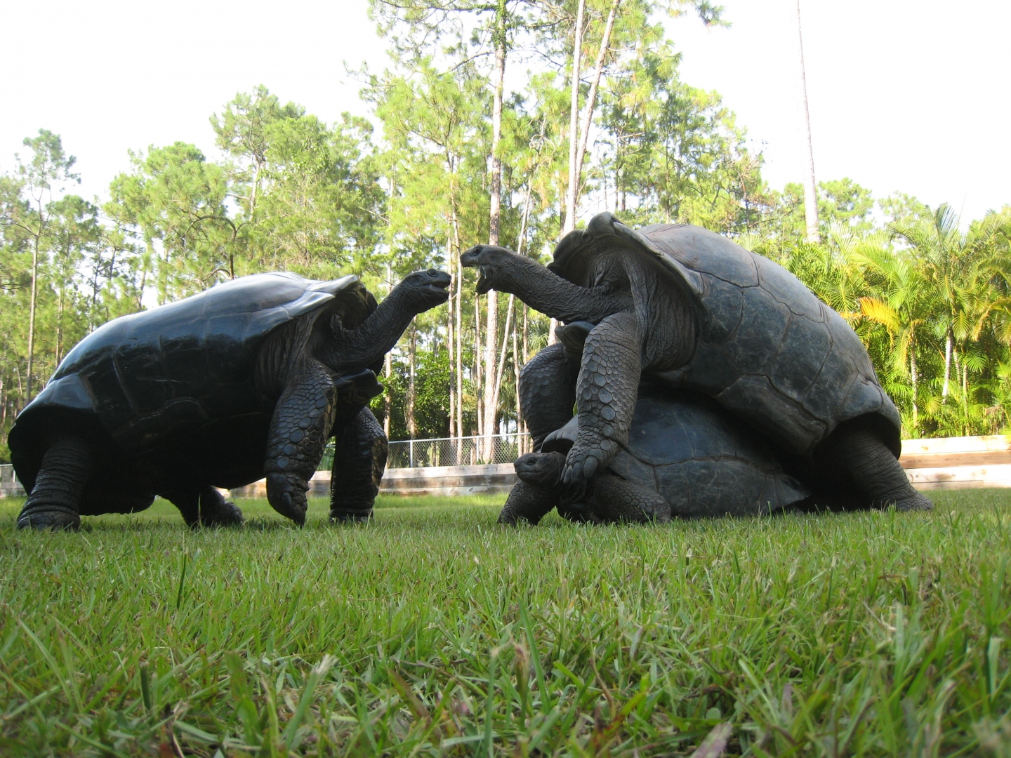 ALDABRA BREEDER