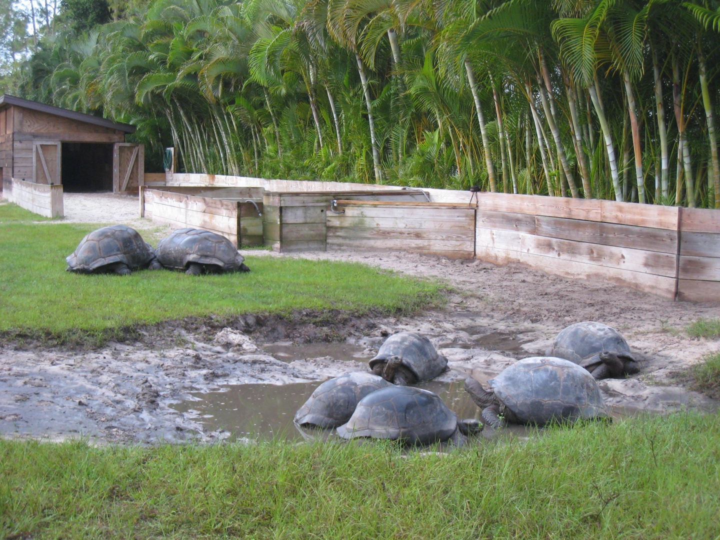 ALDABRA BREEDER