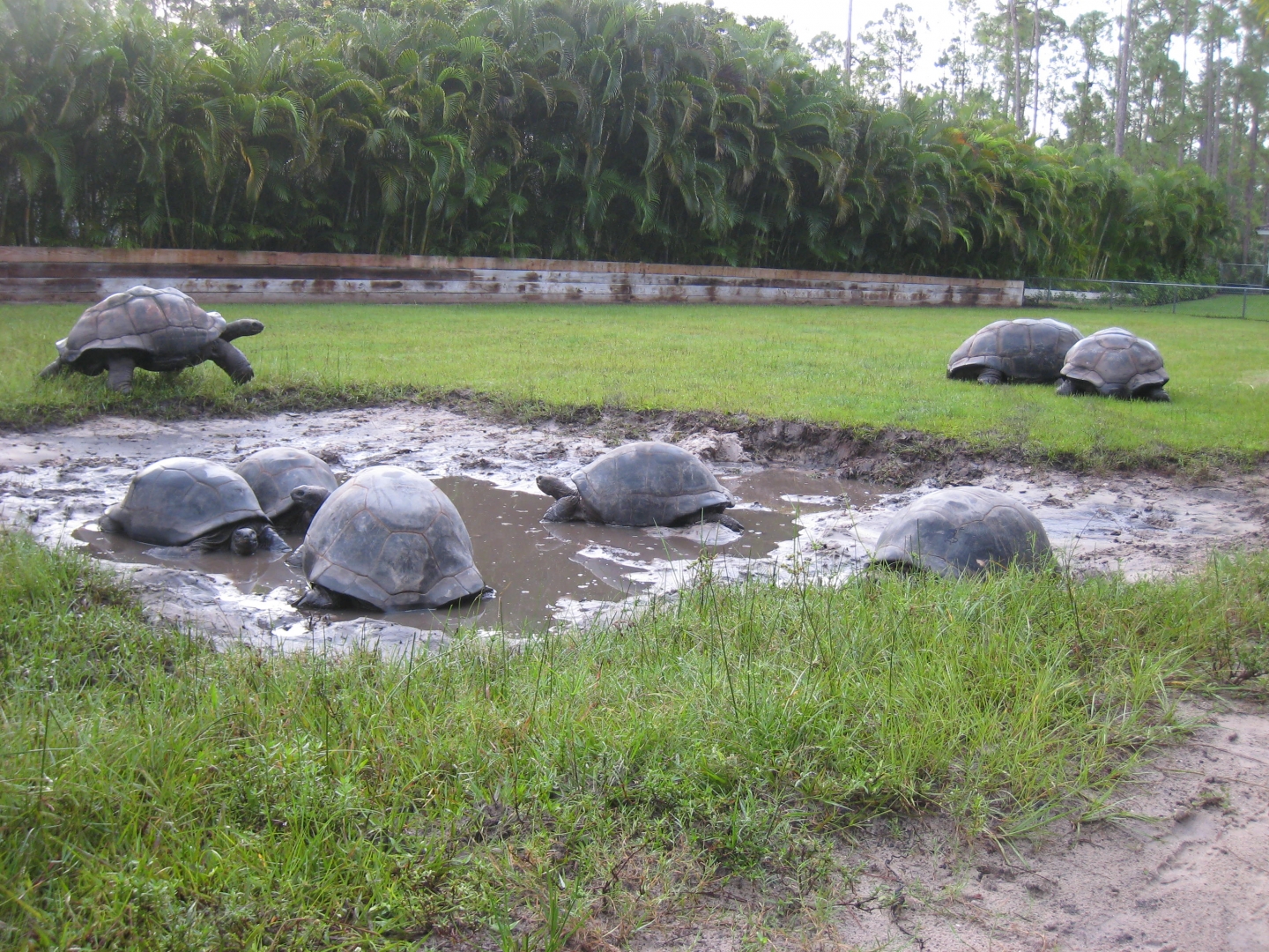 ALDABRA BREEDER