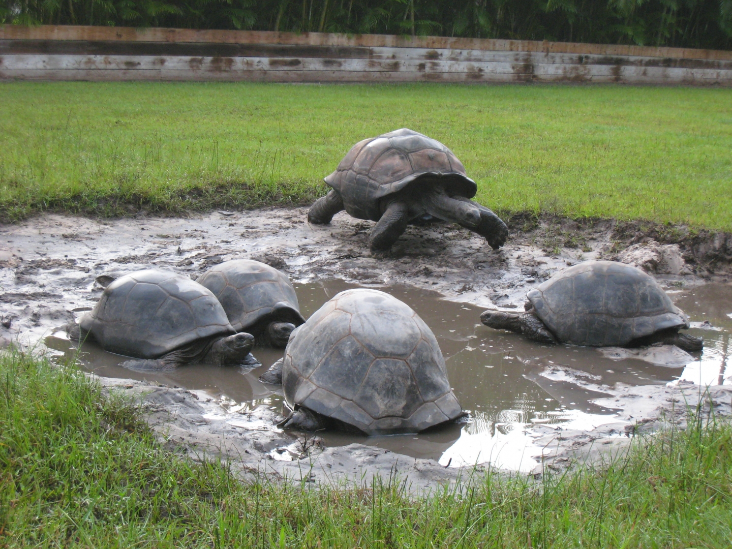 ALDABRA BREEDER