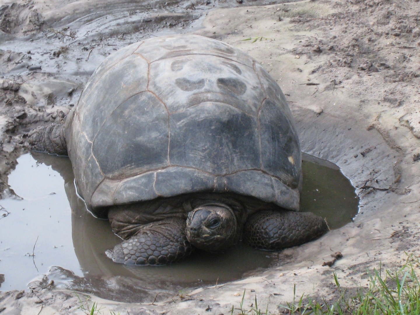 ALDABRA BREEDER