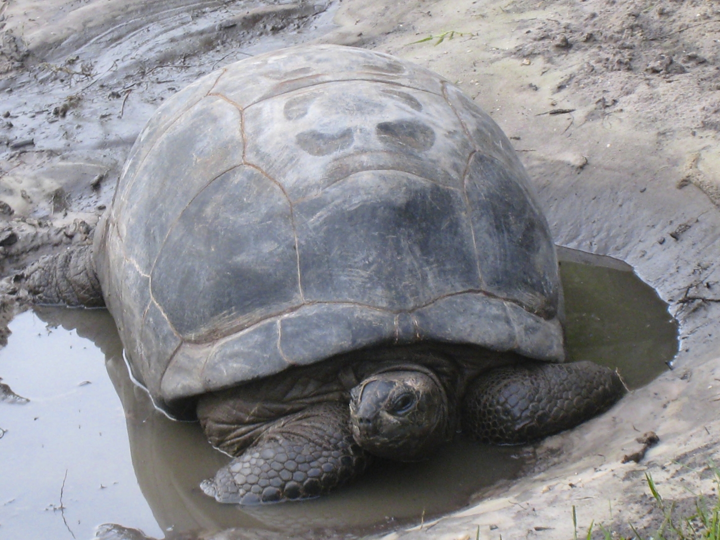 ALDABRA BREEDER