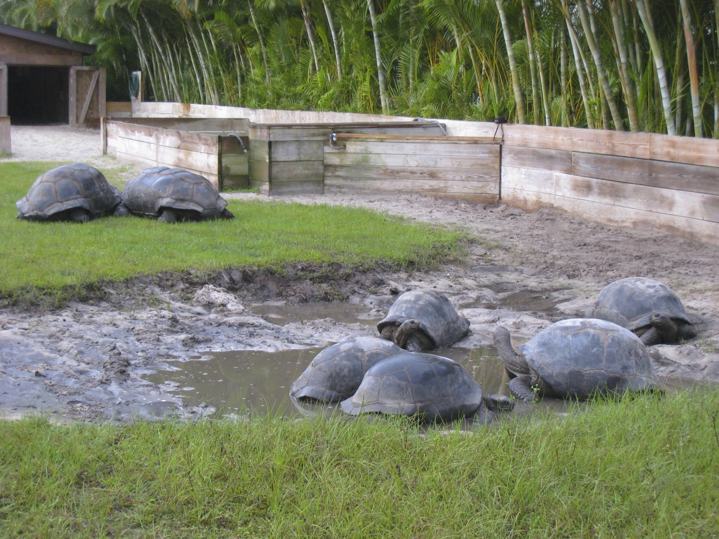 ALDABRA BREEDER