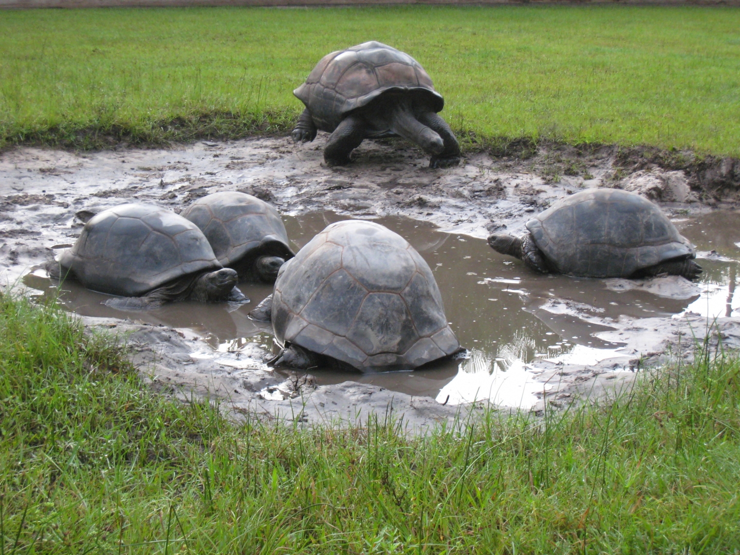 ALDABRA BREEDER