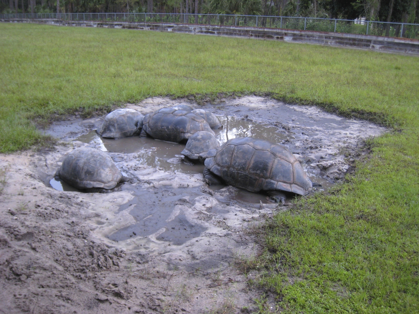 ALDABRA BREEDER