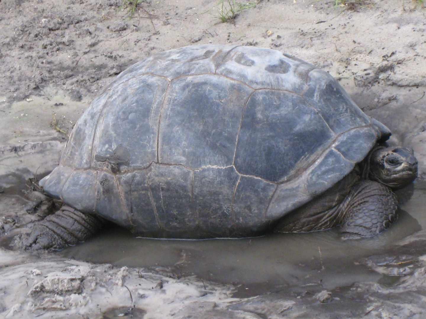 ALDABRA BREEDER