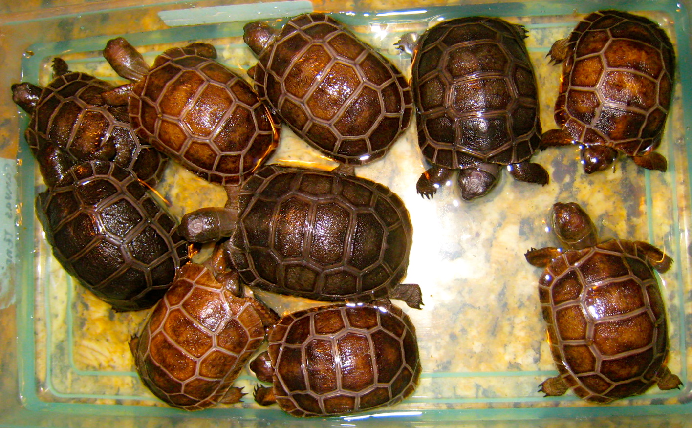 ALDABRA BREEDER