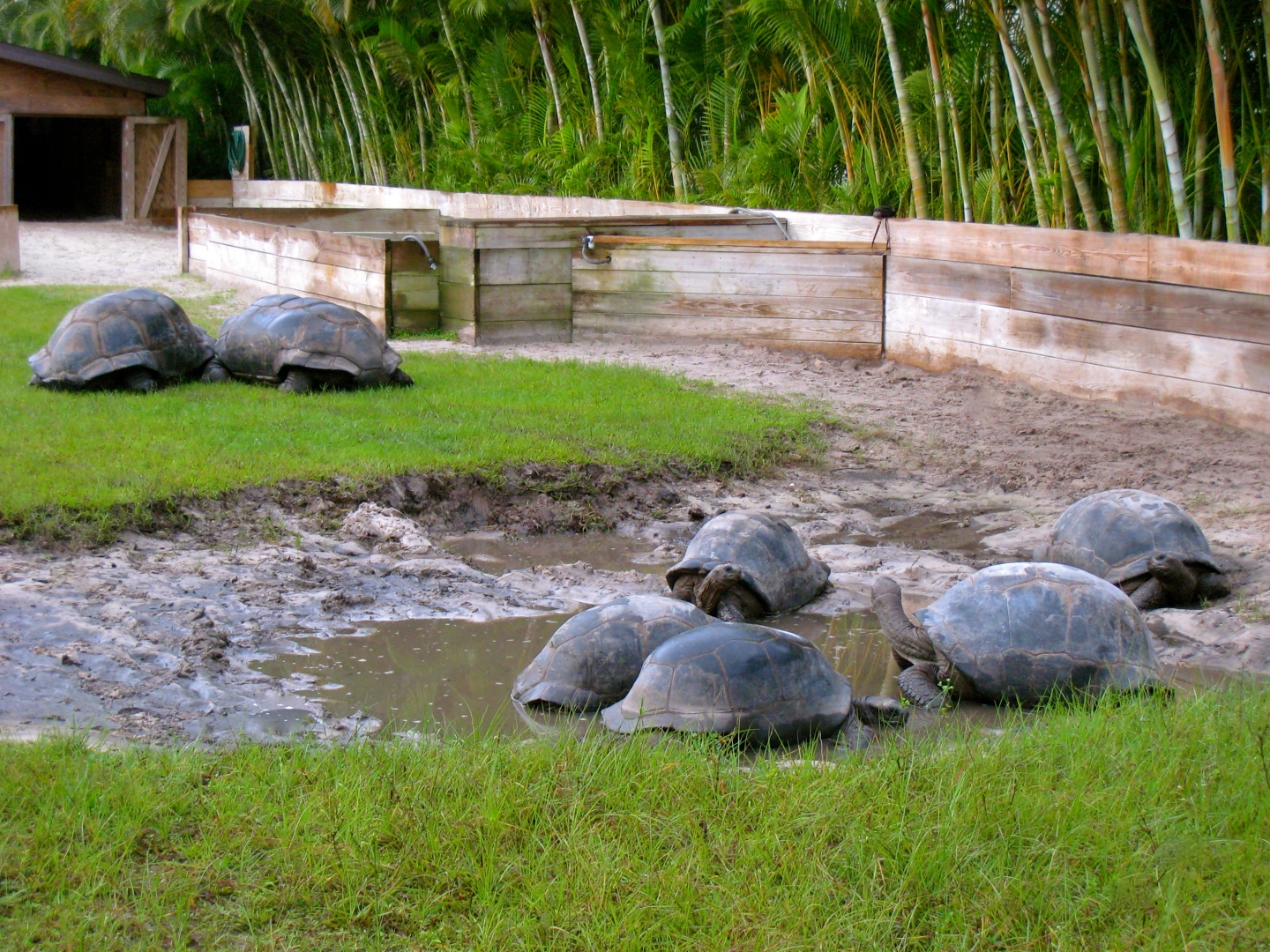 ALDABRA BREEDER