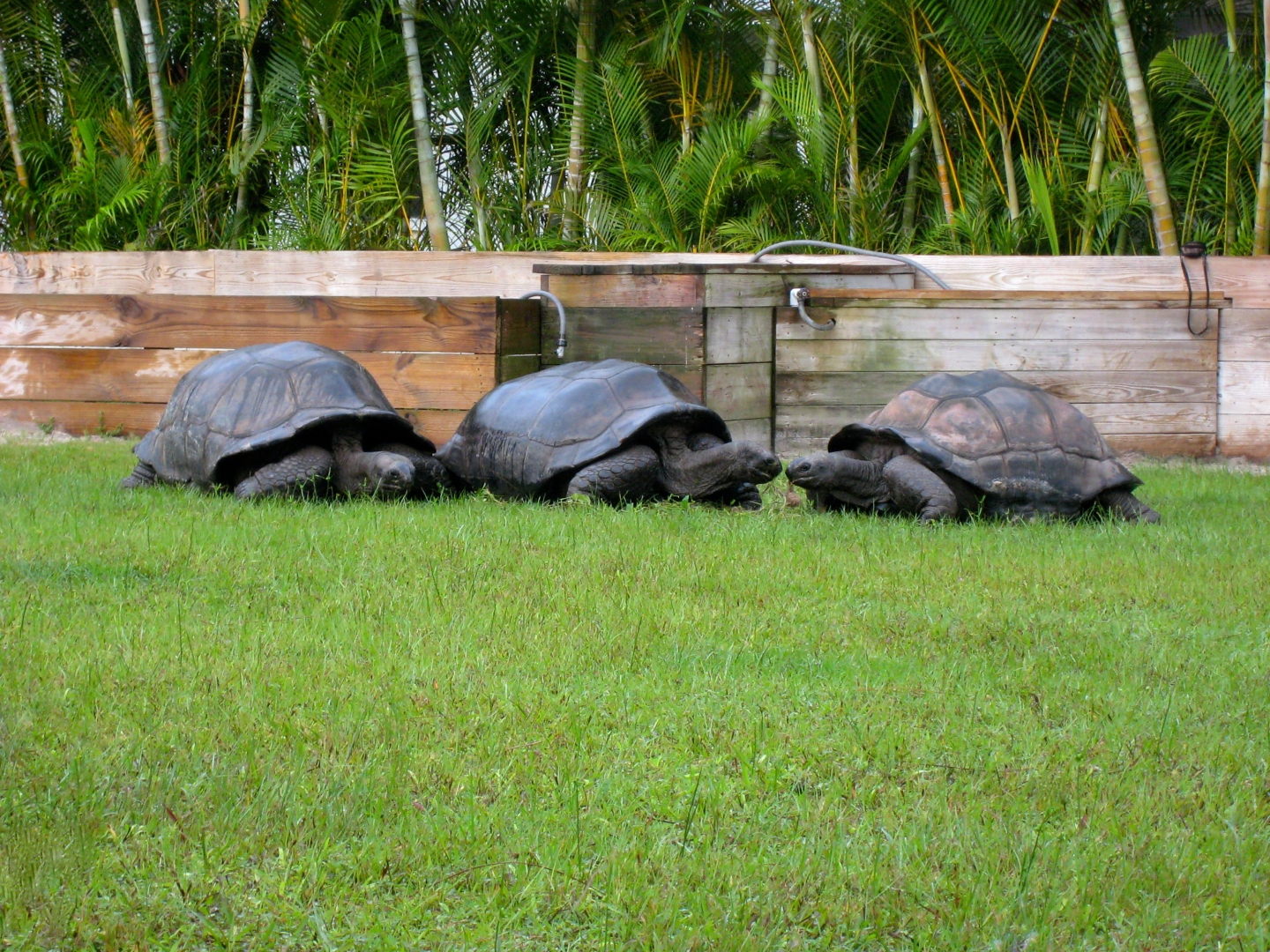 ALDABRA BREEDER