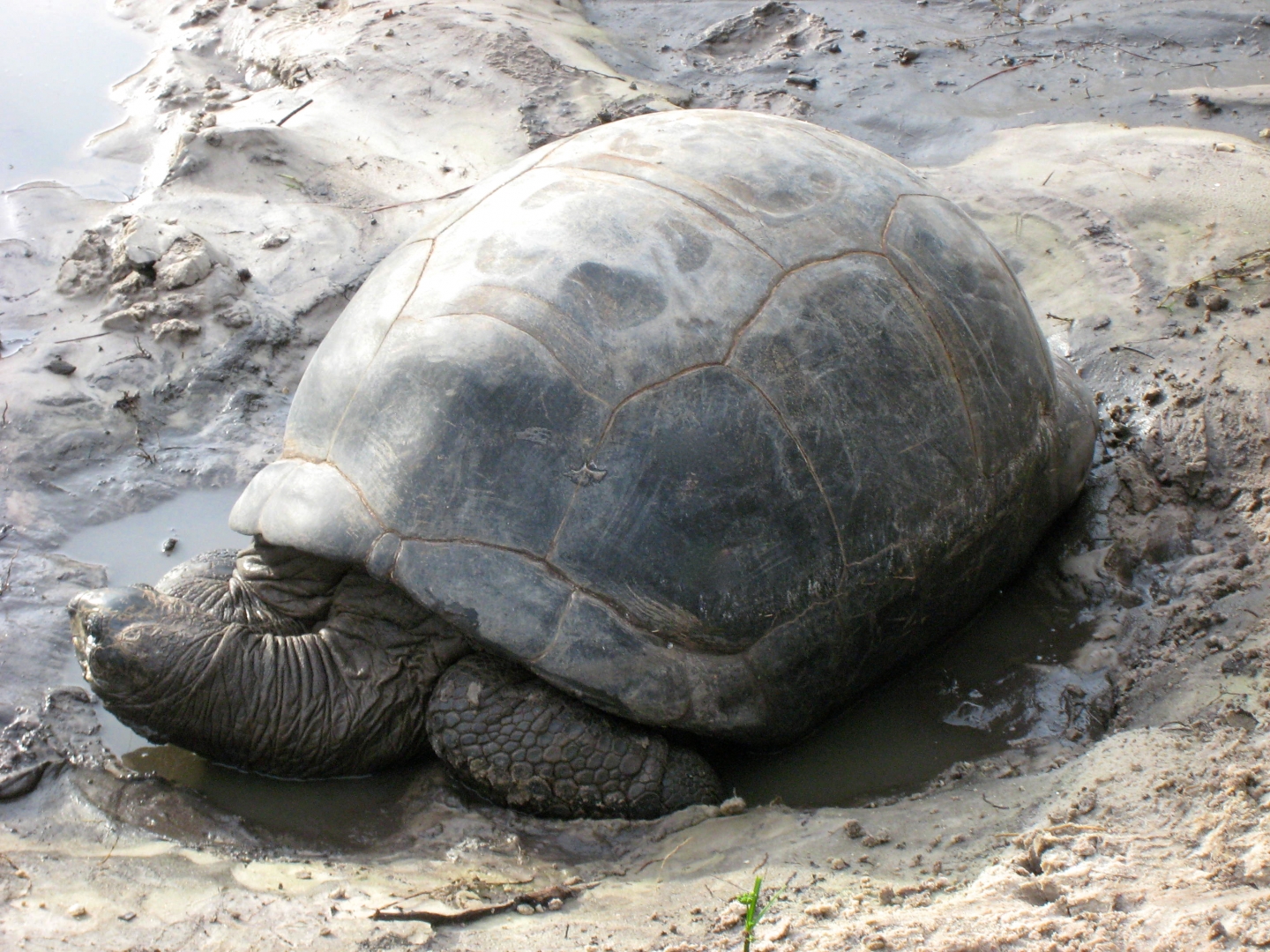 ALDABRA BREEDER