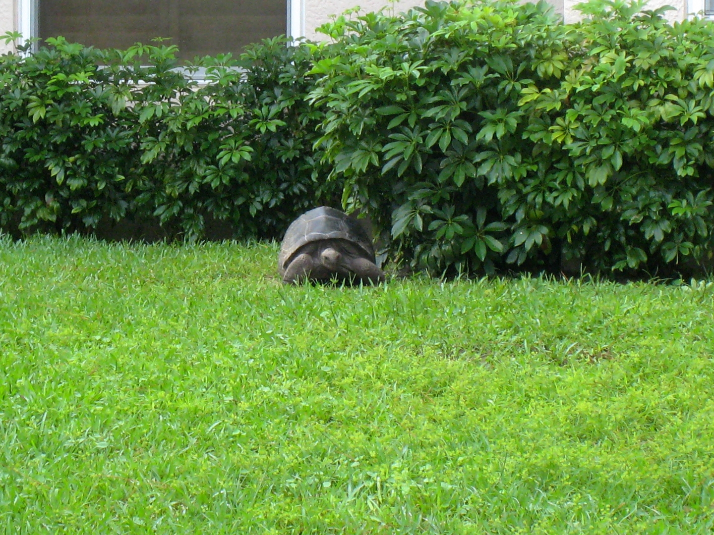 ALDABRA BREEDER