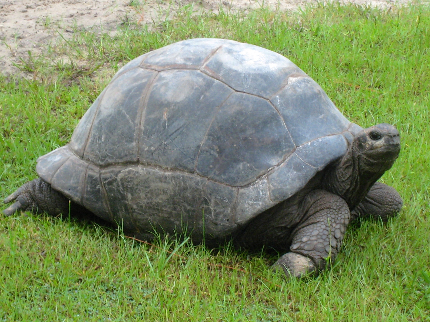 ALDABRA BREEDER