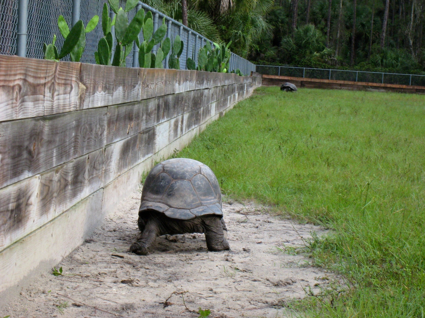 ALDABRA BREEDER