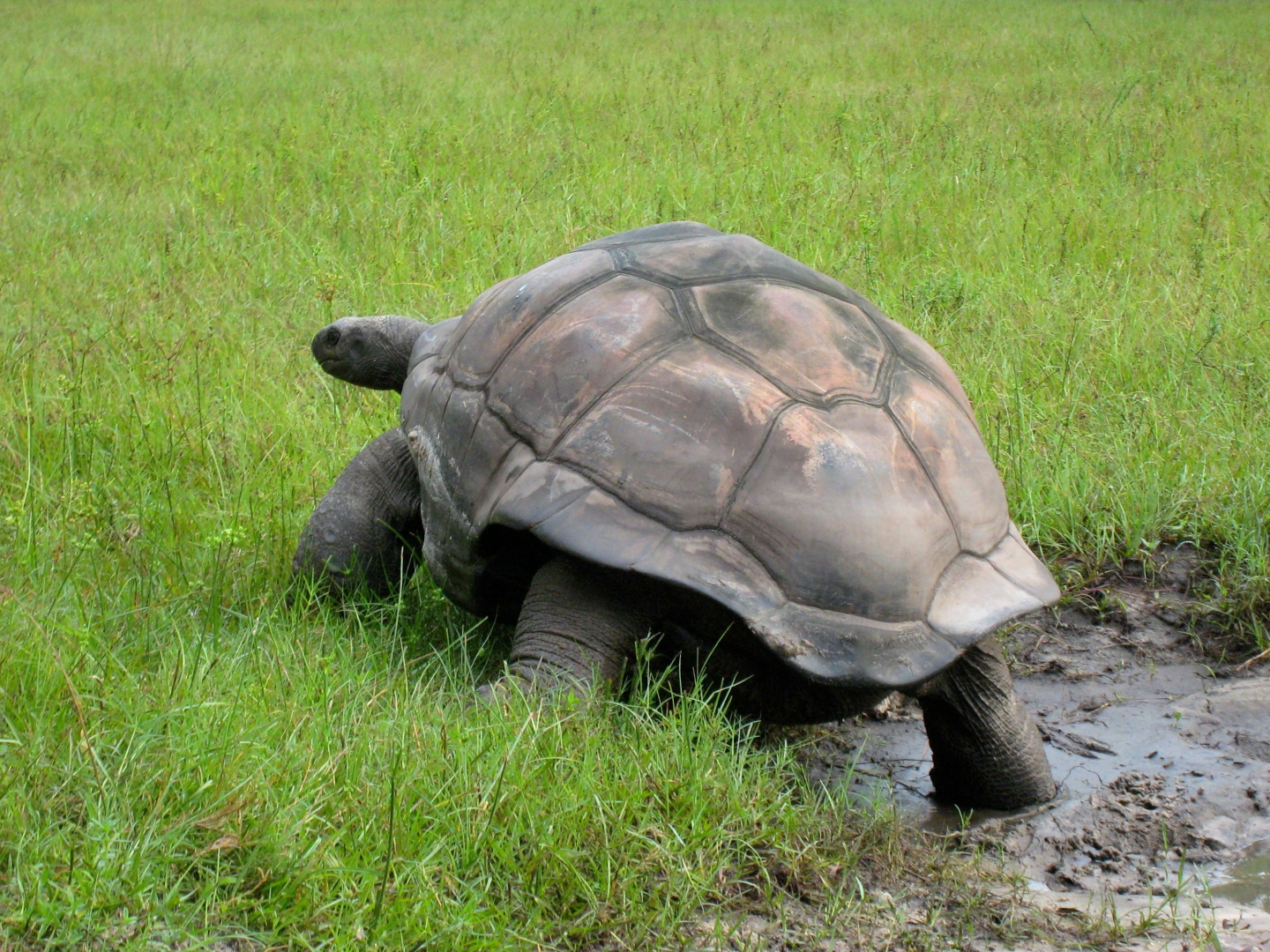 ALDABRA BREEDER